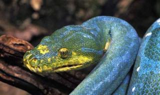 世界上有几种蛇 绿色的蛇有几种